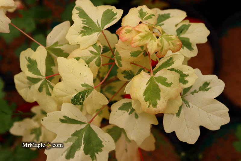 - FOR PICK UP ONLY | Acer campestre 'Carnival' White Variegated Maple | DOES NOT SHIP - Mr Maple │ Buy Japanese Maple Trees