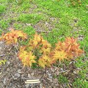 - FOR PICKUP ONLY | Acer palmatum 'Japanese Princess' Dwarf Japanese Maple | DOES NOT SHIP - Mr Maple │ Buy Japanese Maple Trees