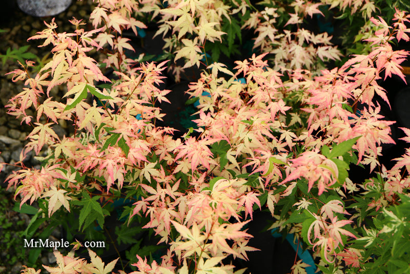 - Acer palmatum 'Ilarian' Japanese Maple - Mr Maple │ Buy Japanese Maple Trees