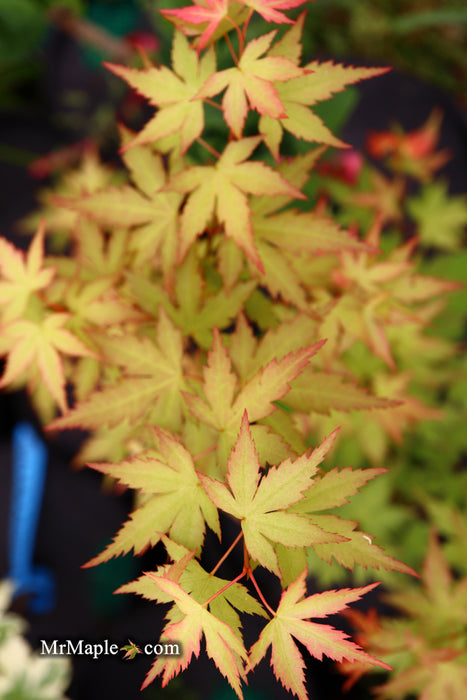 Acer palmatum 'Ramona' Rare Japanese Maple