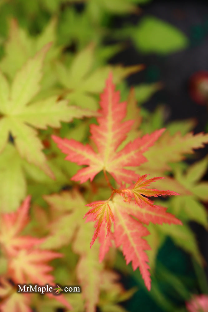 - Acer palmatum 'Ramona' Rare Japanese Maple - Mr Maple │ Buy Japanese Maple Trees