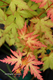 - Acer palmatum 'Ramona' Rare Japanese Maple - Mr Maple │ Buy Japanese Maple Trees
