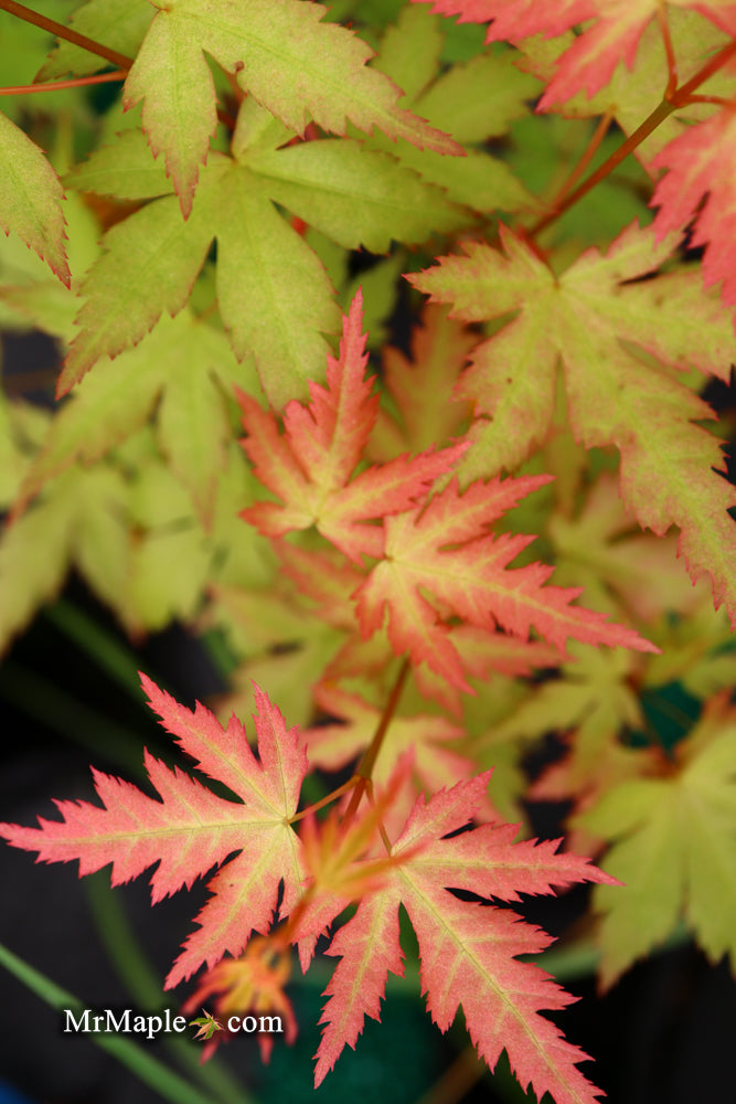 - Acer palmatum 'Ramona' Rare Japanese Maple - Mr Maple │ Buy Japanese Maple Trees