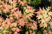 - Acer palmatum 'Ilarian' Japanese Maple - Mr Maple │ Buy Japanese Maple Trees