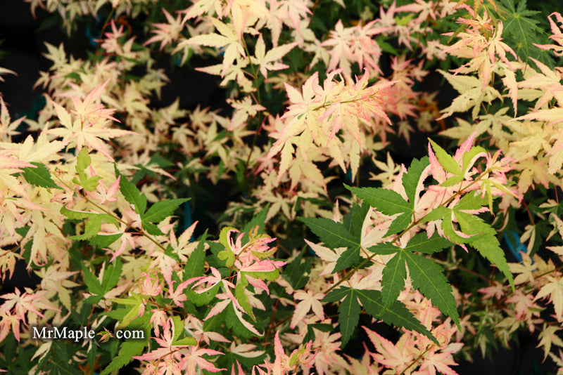 - Acer palmatum 'Ilarian' Japanese Maple - Mr Maple │ Buy Japanese Maple Trees