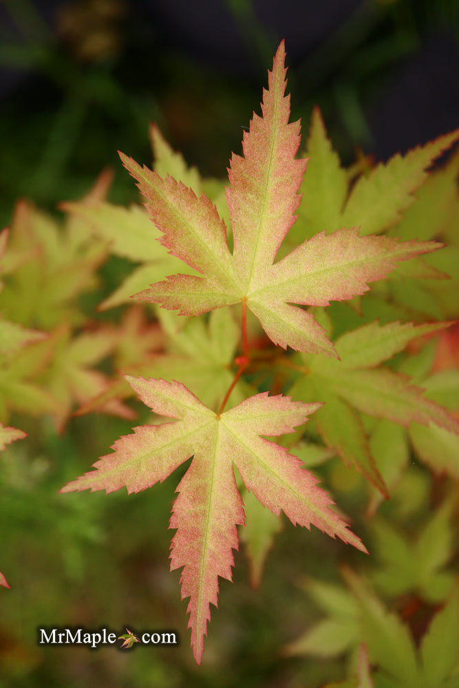- Acer palmatum 'Ramona' Rare Japanese Maple - Mr Maple │ Buy Japanese Maple Trees