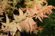 - Acer palmatum 'Ilarian' Japanese Maple - Mr Maple │ Buy Japanese Maple Trees