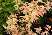 - Acer palmatum 'Ilarian' Japanese Maple - Mr Maple │ Buy Japanese Maple Trees
