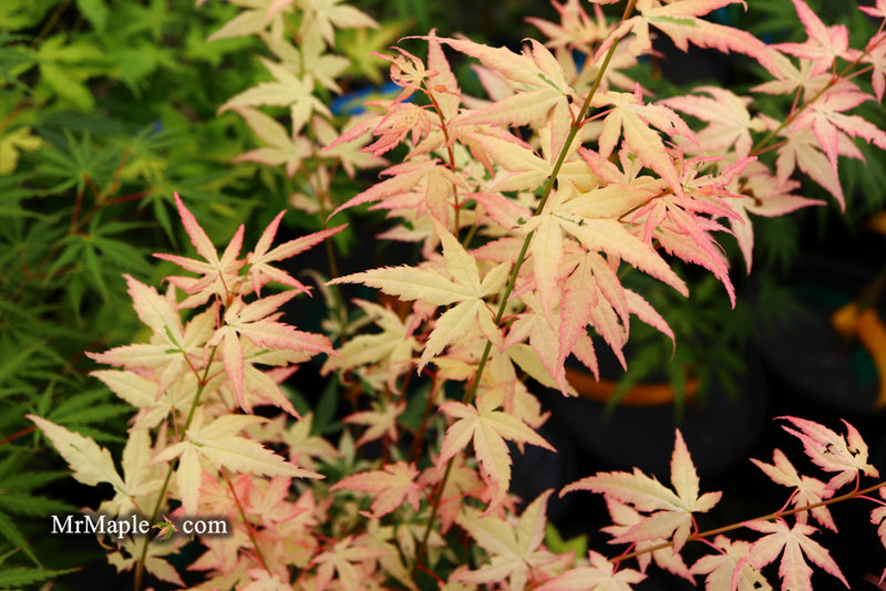 - Acer palmatum 'Ilarian' Japanese Maple - Mr Maple │ Buy Japanese Maple Trees