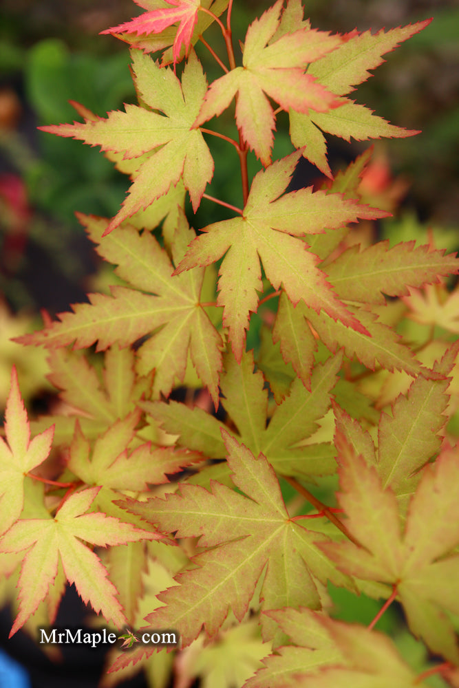 - Acer palmatum 'Ramona' Rare Japanese Maple - Mr Maple │ Buy Japanese Maple Trees