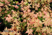- Acer palmatum 'Ilarian' Japanese Maple - Mr Maple │ Buy Japanese Maple Trees