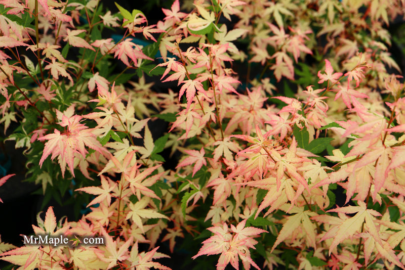 - Acer palmatum 'Ilarian' Japanese Maple - Mr Maple │ Buy Japanese Maple Trees