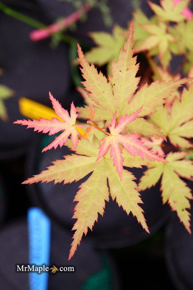 - Acer palmatum 'Ramona' Rare Japanese Maple - Mr Maple │ Buy Japanese Maple Trees