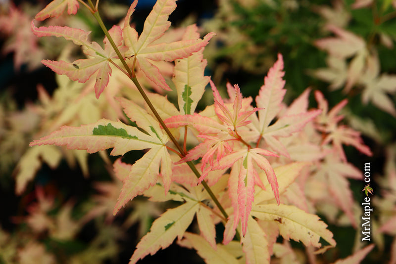 - Acer palmatum 'Ilarian' Japanese Maple - Mr Maple │ Buy Japanese Maple Trees