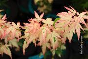 - Acer palmatum 'Ilarian' Japanese Maple - Mr Maple │ Buy Japanese Maple Trees