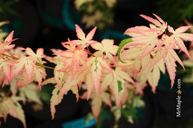- Acer palmatum 'Ilarian' Japanese Maple - Mr Maple │ Buy Japanese Maple Trees