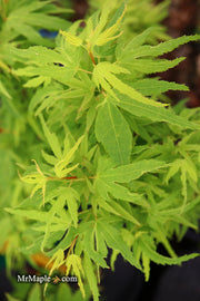 - Acer palmatum Kryptonite™ Japanese Maple - Mr Maple │ Buy Japanese Maple Trees