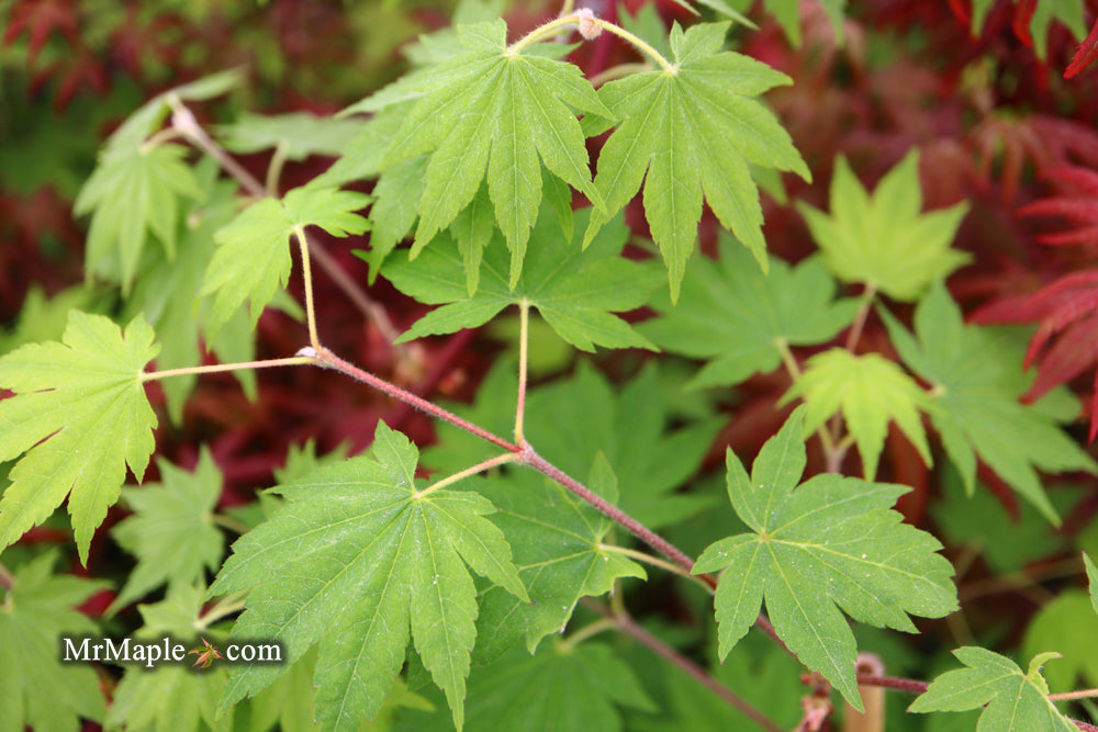 Acer sieboldianum 'Seki no kegon' Weeping Japanese Maple
