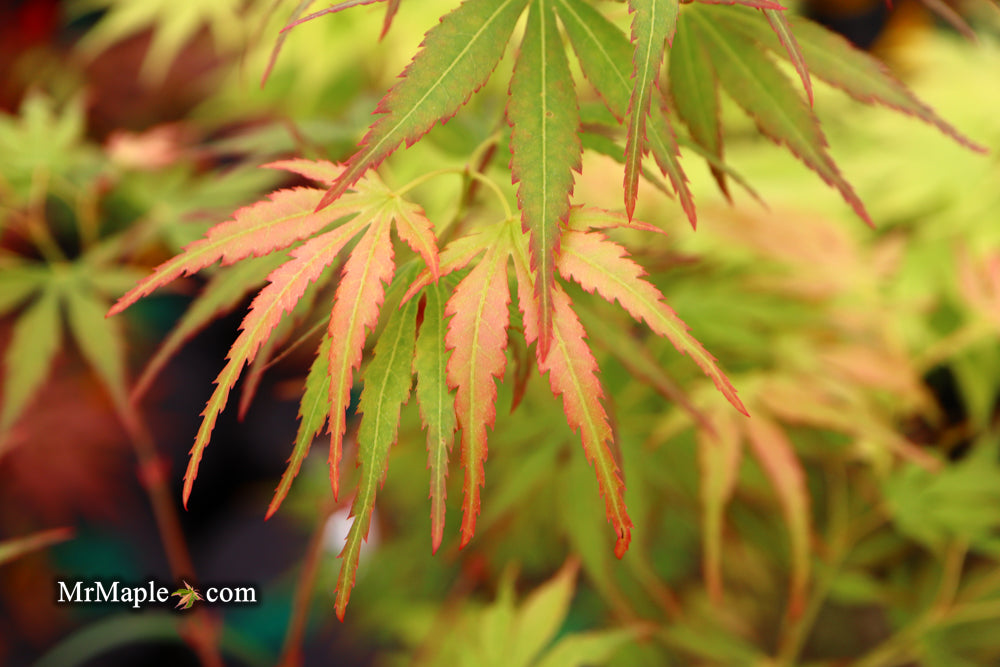 Acer palmatum 'Frilly Willy' Japanese Maple