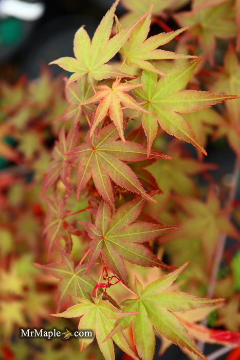 Acer palmatum 'Beni maiko' Japanese Maple