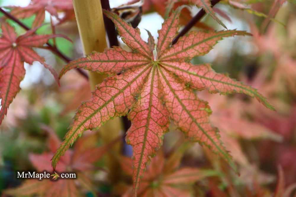 FOR PICKUP ONLY | Acer palmatum 'Olsen's Frosted Strawberry' Japanese Maple | DOES NOT SHIP