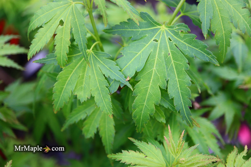 Acer palmatum 'Koto maru' Dwarf Japanese Maple