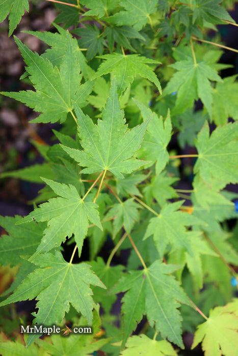 Acer palmatum 'Fall Red Tips' Japanese Maple