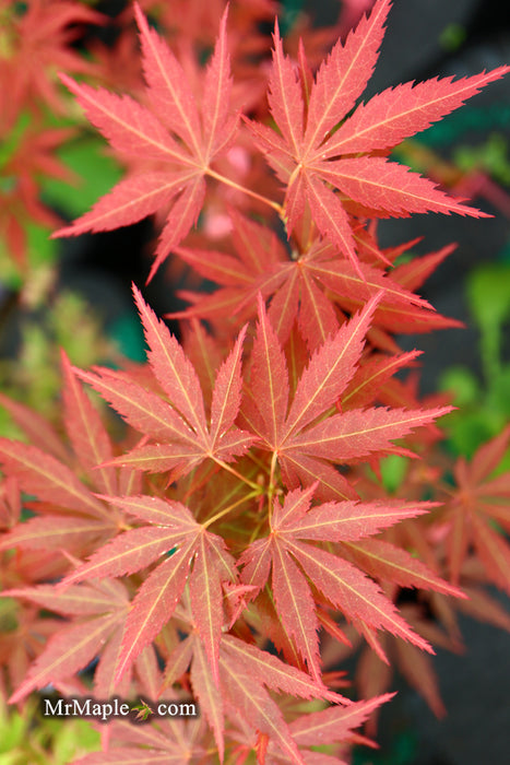 Acer palmatum 'St. Jean' Japanese Maple