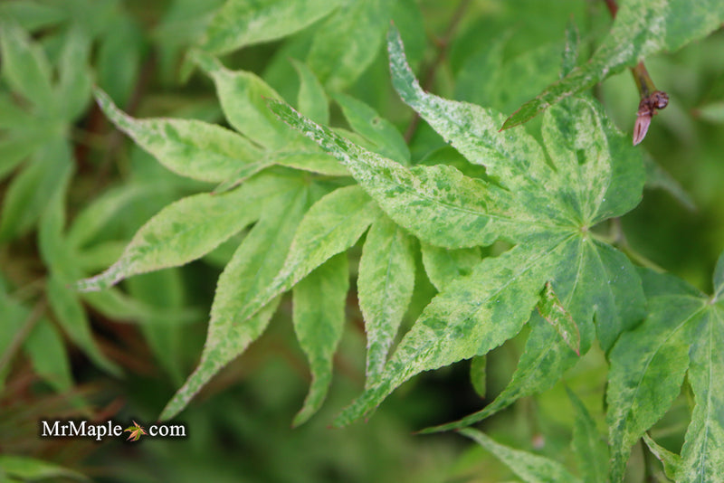 - Acer palmatum 'Ukigumo' Floating Clouds Japanese Maple - Mr Maple │ Buy Japanese Maple Trees