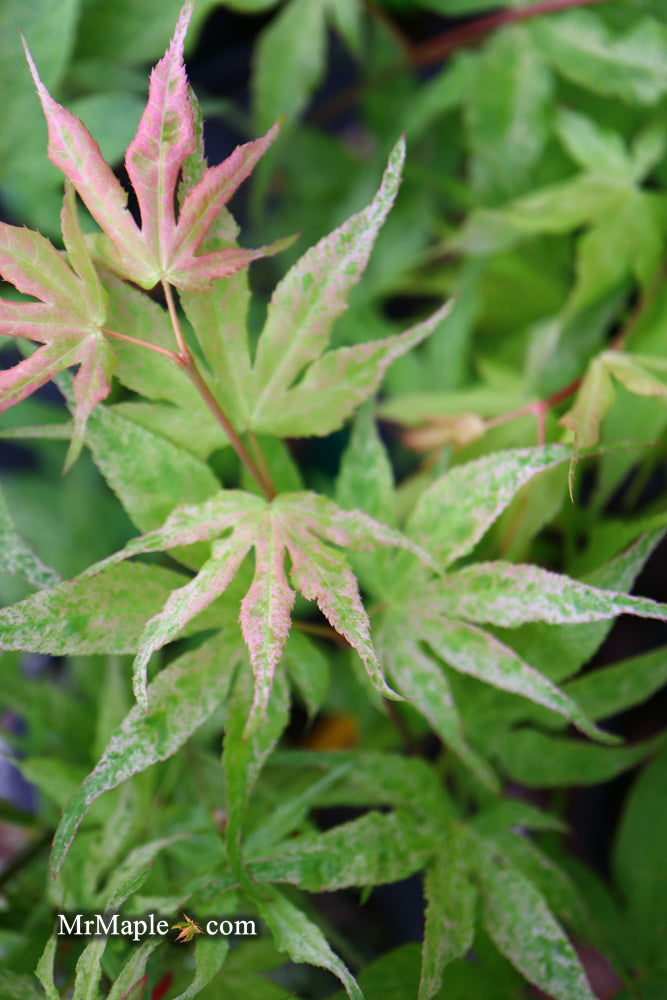 - Acer palmatum 'Ukigumo' Floating Clouds Japanese Maple - Mr Maple │ Buy Japanese Maple Trees