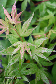 - FOR PICKUP ONLY | Acer palmatum 'Ukigumo' Floating Clouds Japanese Maple | DOES NOT SHIP - Mr Maple │ Buy Japanese Maple Trees