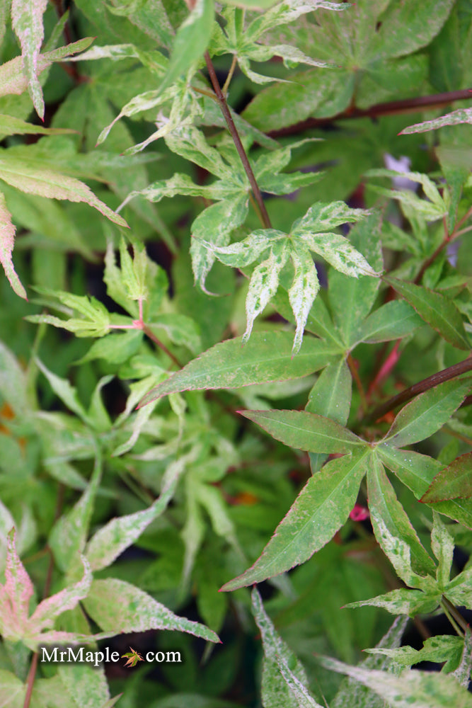 - Acer palmatum 'Ukigumo' Floating Clouds Japanese Maple - Mr Maple │ Buy Japanese Maple Trees