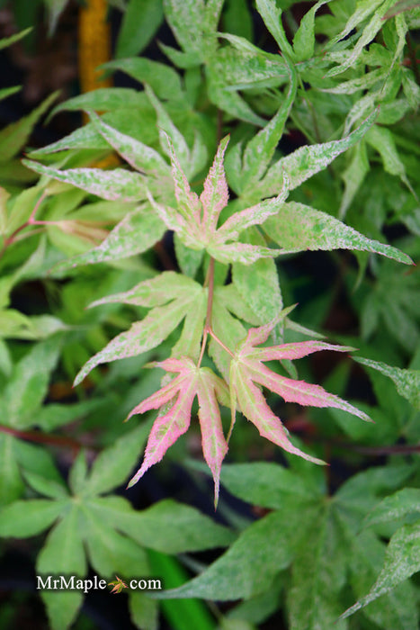 FOR PICKUP ONLY | Acer palmatum 'Ukigumo' Floating Clouds Japanese Maple | DOES NOT SHIP