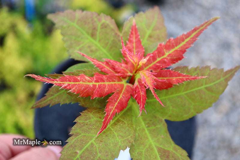 - Acer palmatum 'Japanese Princess' Dwarf Japanese Maple - Mr Maple │ Buy Japanese Maple Trees