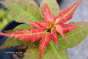 - Acer palmatum 'Japanese Princess' Dwarf Japanese Maple - Mr Maple │ Buy Japanese Maple Trees