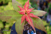 - Acer palmatum 'Japanese Princess' Dwarf Japanese Maple - Mr Maple │ Buy Japanese Maple Trees
