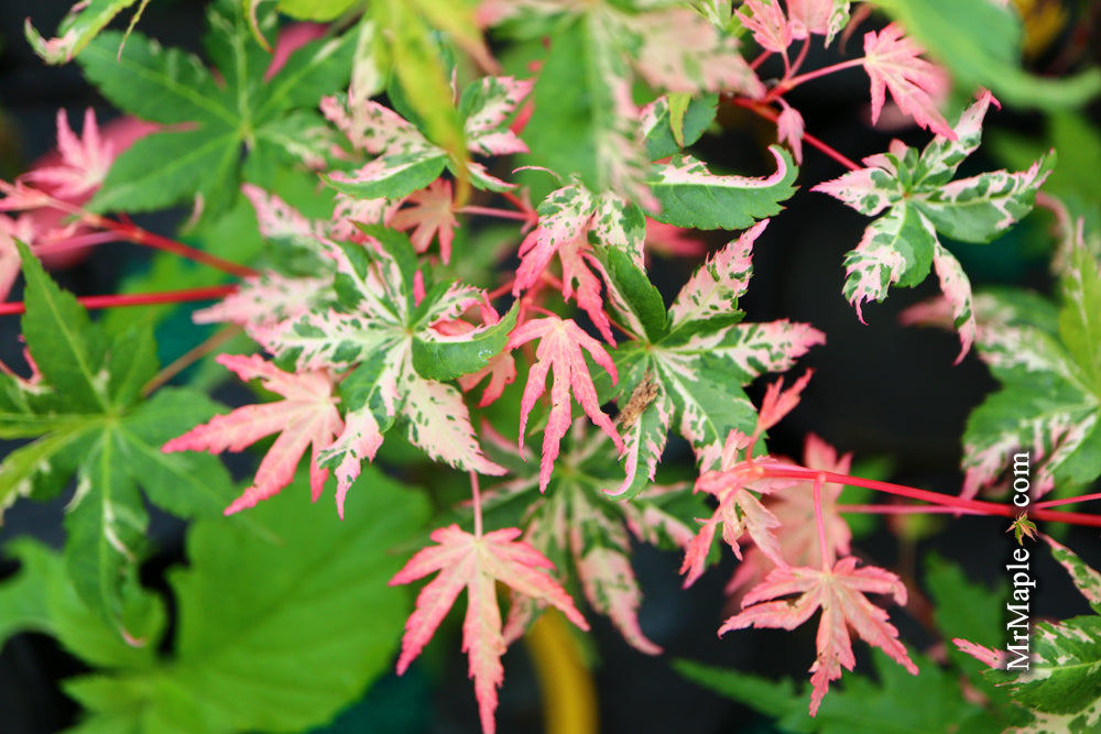 Acer palmatum 'Verdant Pavillion' Pink Variegated Japanese Maple