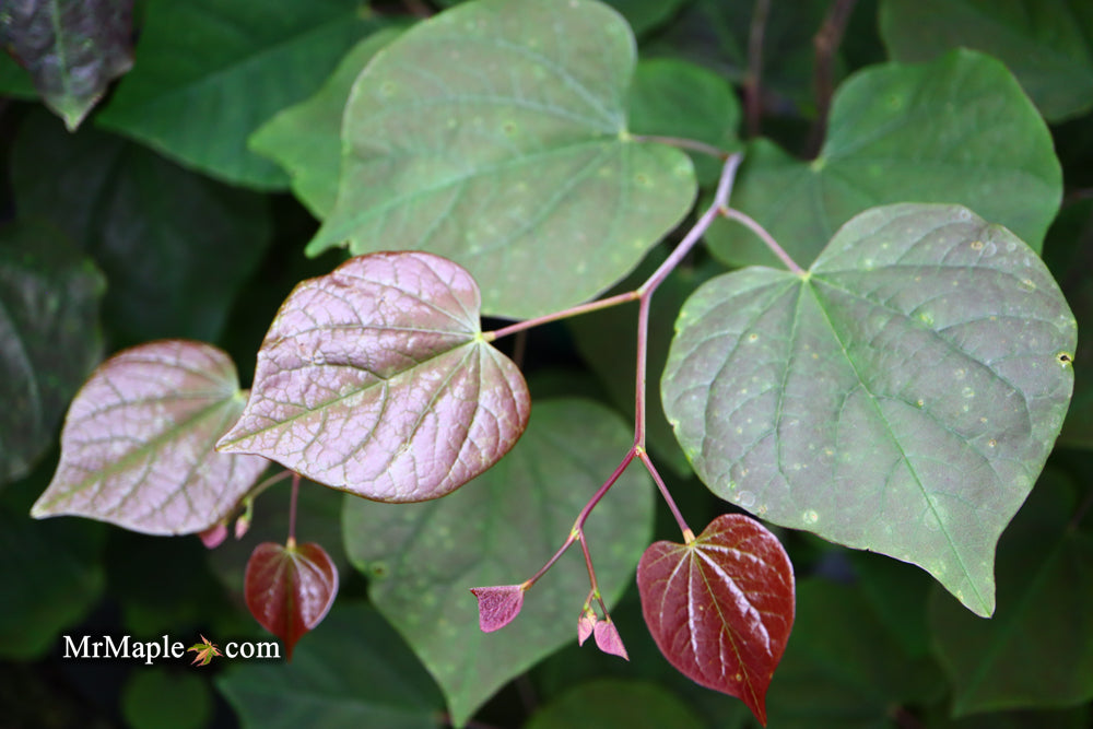 Cercis canadensis ‘Black Pearl’ Red Leaf Redbud Tree