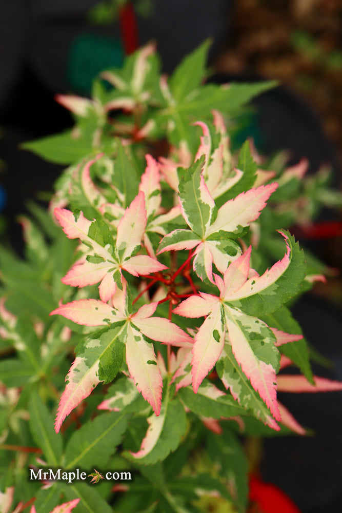 - Acer palmatum 'Ilarian' Japanese Maple - Mr Maple │ Buy Japanese Maple Trees