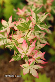 - Acer palmatum 'Ilarian' Japanese Maple - Mr Maple │ Buy Japanese Maple Trees