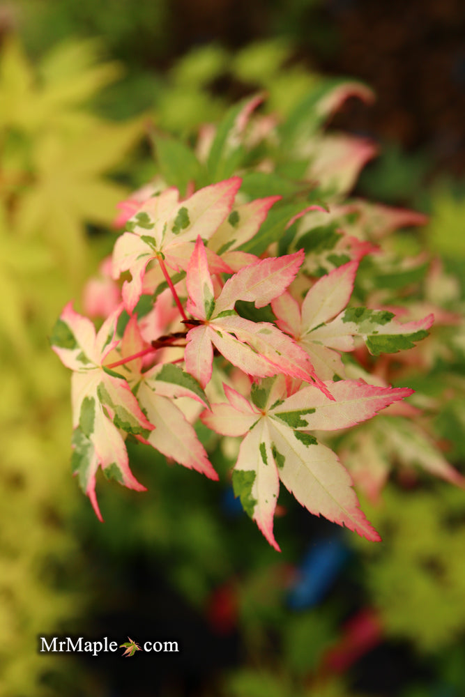 - Acer palmatum 'Ilarian' Japanese Maple - Mr Maple │ Buy Japanese Maple Trees