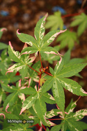 - Acer palmatum 'Ilarian' Japanese Maple - Mr Maple │ Buy Japanese Maple Trees