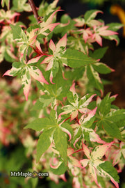- Acer palmatum 'Ilarian' Japanese Maple - Mr Maple │ Buy Japanese Maple Trees