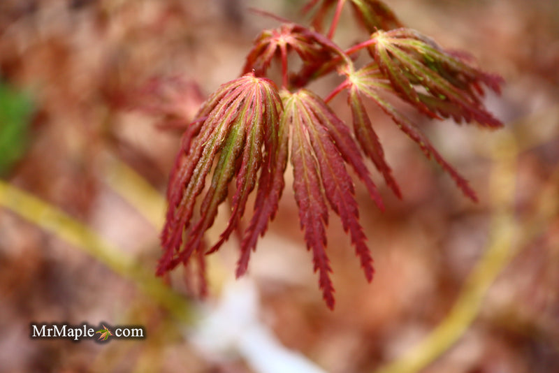 - Acer palmatum 'Jeddeloh Orange' Weeping Japanese Maple - Mr Maple │ Buy Japanese Maple Trees