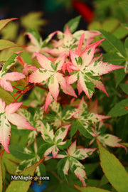 - Acer palmatum 'Ilarian' Japanese Maple - Mr Maple │ Buy Japanese Maple Trees