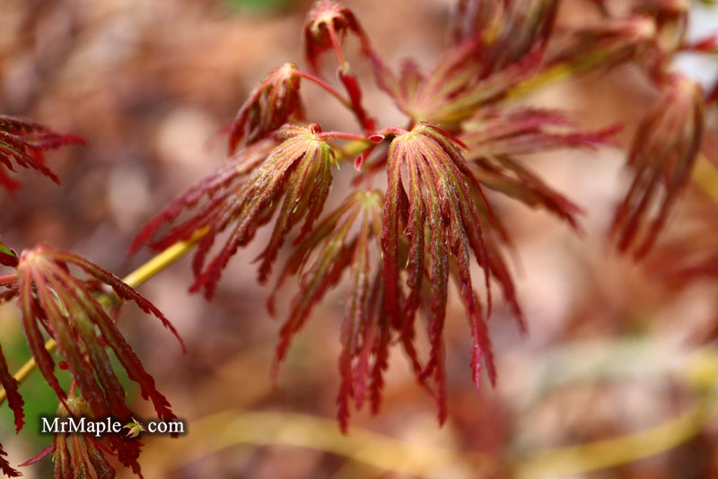 - Acer palmatum 'Jeddeloh Orange' Weeping Japanese Maple - Mr Maple │ Buy Japanese Maple Trees