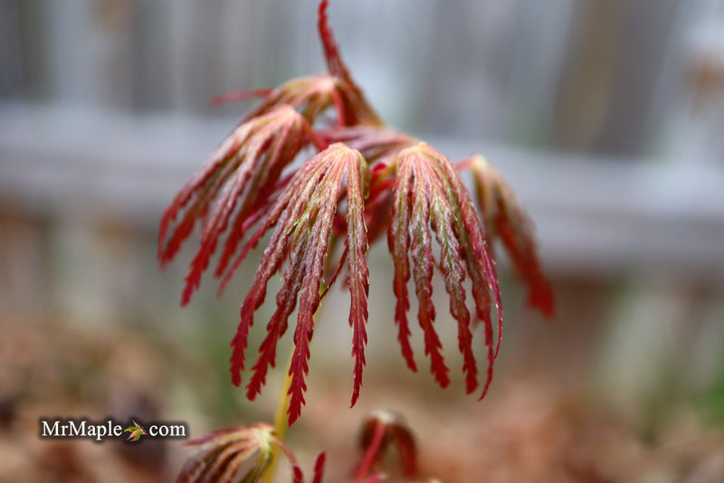 - Acer palmatum 'Jeddeloh Orange' Weeping Japanese Maple - Mr Maple │ Buy Japanese Maple Trees