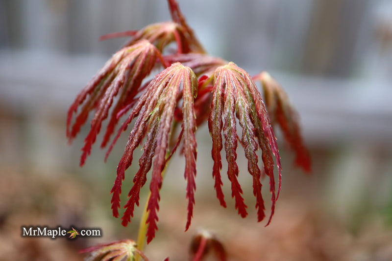 - Acer palmatum 'Jeddeloh Orange' Weeping Japanese Maple - Mr Maple │ Buy Japanese Maple Trees