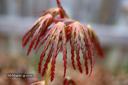 - Acer palmatum 'Jeddeloh Orange' Weeping Japanese Maple - Mr Maple │ Buy Japanese Maple Trees