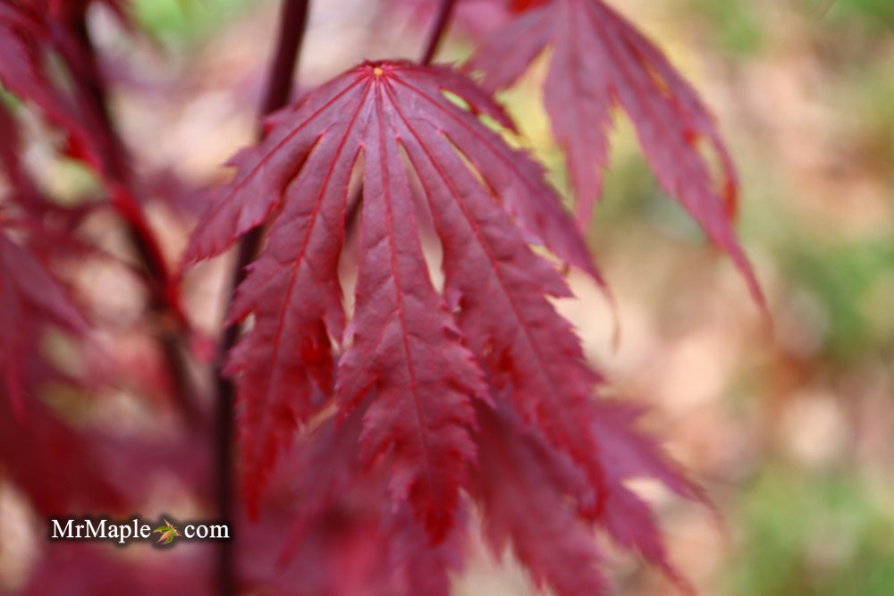 Acer shirasawanum 'Gloria' Full Moon Japanese Maple